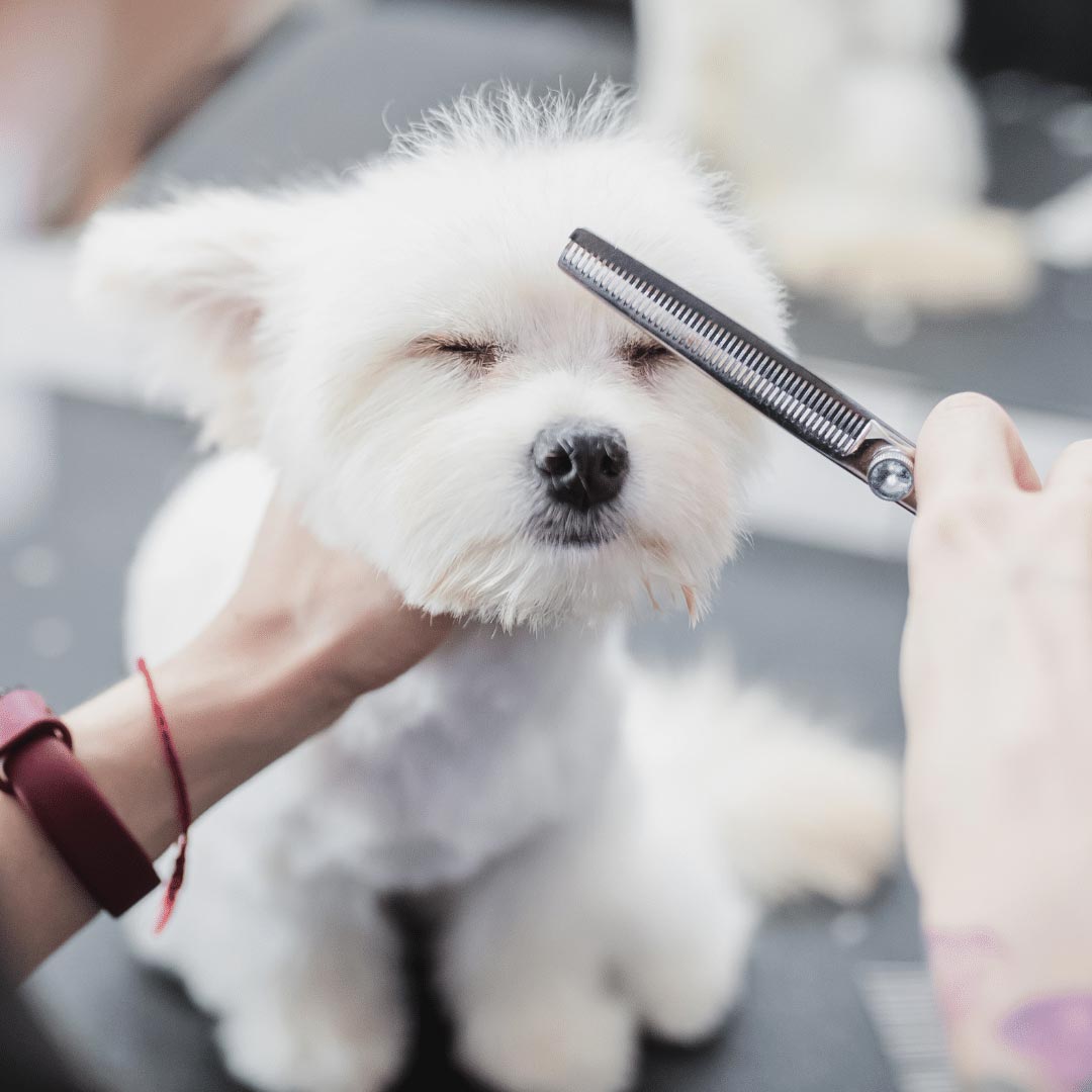 Dog Grooming Dubai