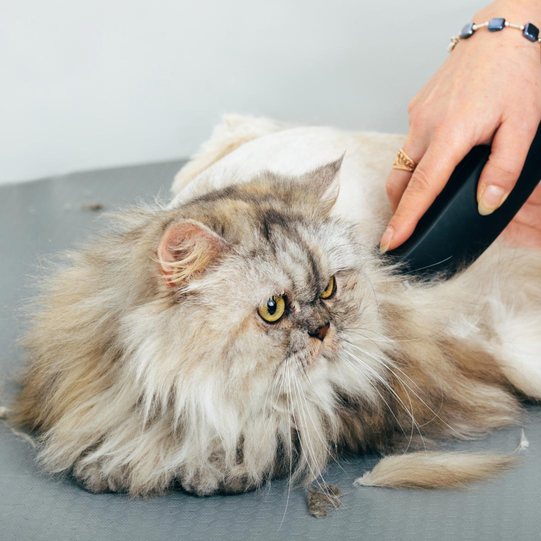 Cat Grooming Dubai