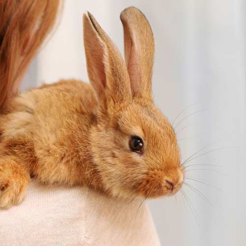 Rabbit Grooming Dubai